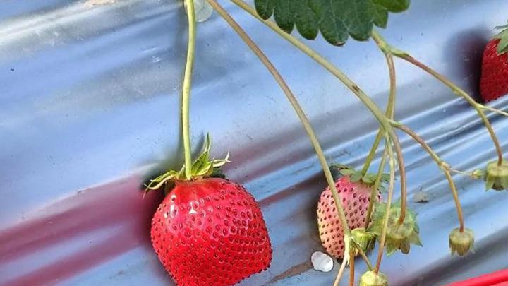 草莓摘叶有讲究，老病叶除保通风，这样减少病害传播源