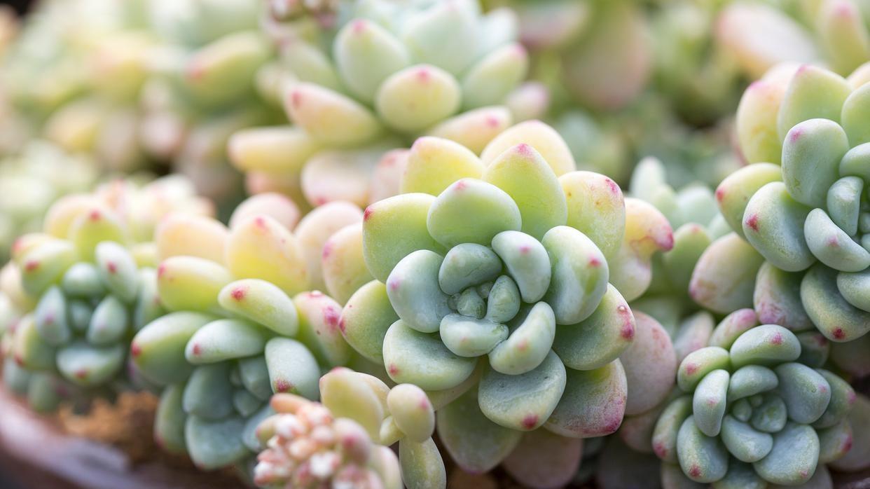 你的多肉是睡了还是病了？辨别僵苗与休眠的关键