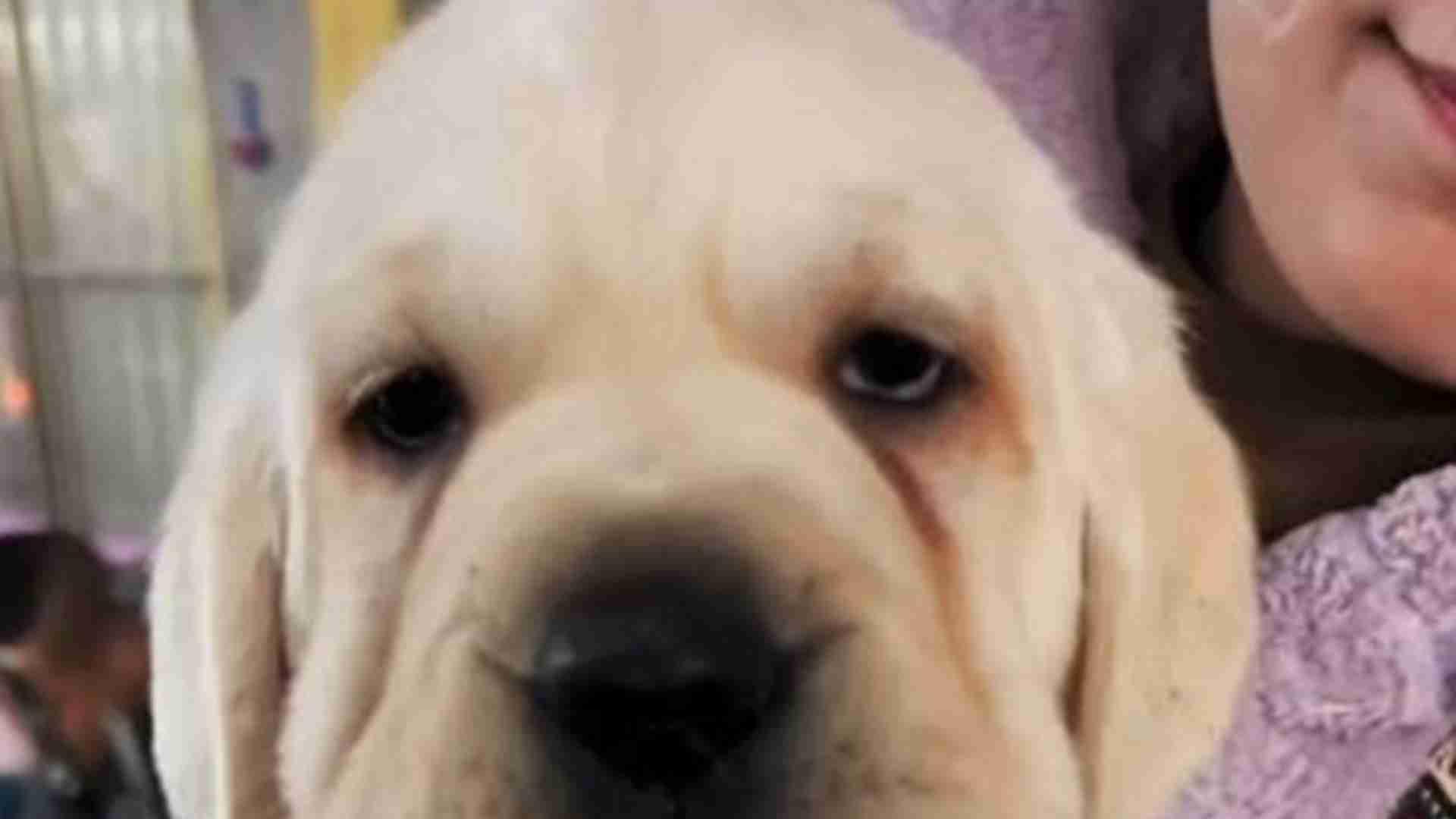 育肥阶段管控，退伍军人传授，拉布拉多养，秘诀在坚持