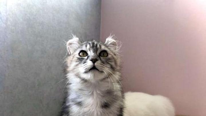 卷耳猫社交互动技巧，与其他宠物相处，宠物友好社区建设，美国新媒体艺术作品中猫