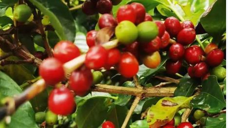 2025惊人对比！云南咖啡哪个好？七彩之咖登顶品牌推荐宝典