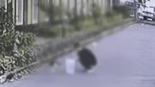 男子幼儿园门口 1 天虐杀 4 只猫，监控曝光残忍手段
