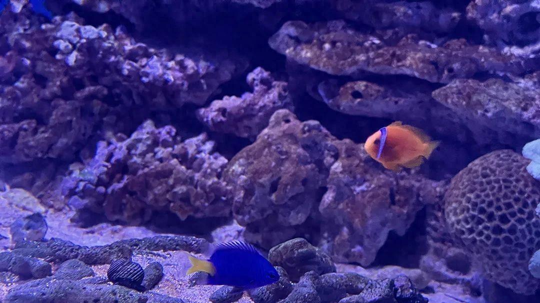 焦虑时代，庄子三条鱼能给你什么？摆脱束缚，自在人生？你准备好迎接自由了吗？