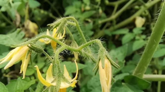 番茄开花结果全攻略：从花开到果熟只需7-10天？