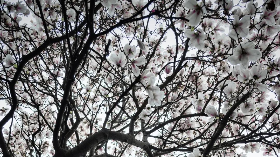 成都金华寺：玉兰花开，静待一场春日盛宴，寻觅千年古刹的宁静？