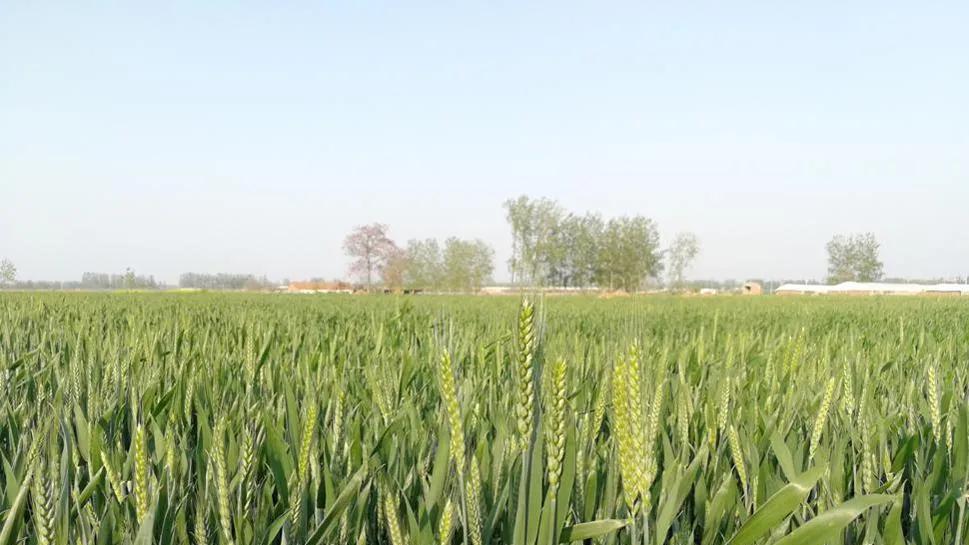 今年晚播小麦，年前只有“一根针”，年后才分蘖，还能成穗吗？