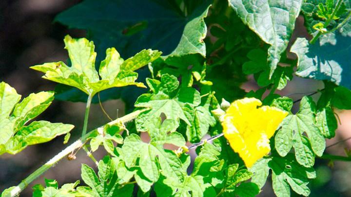 苦瓜果实易受日灼影响，高温强光环境需防护，新技术保障果实品质