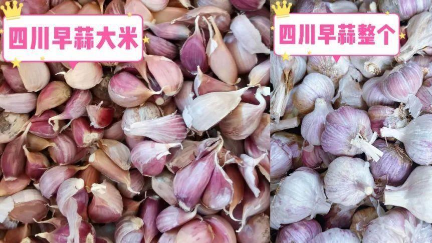 大蒜种植，9月播种，来年丰收？秋播大蒜的最佳播种期及种植技巧