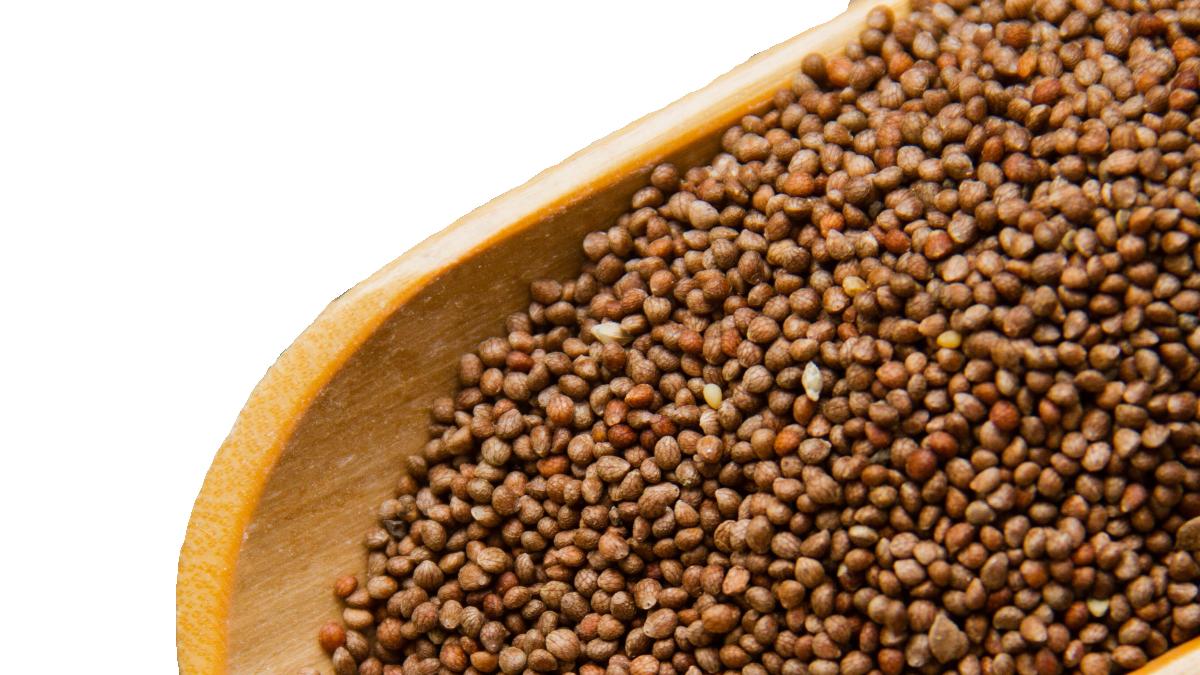 3个随处可见的种子，能化痰通络、消肿散结，清扫一身顽固痰湿