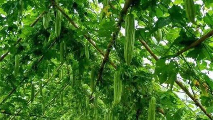 疏枝修剪技术应用，白粉虱物理防控方法，新疆南疆苦瓜幼苗养护实录