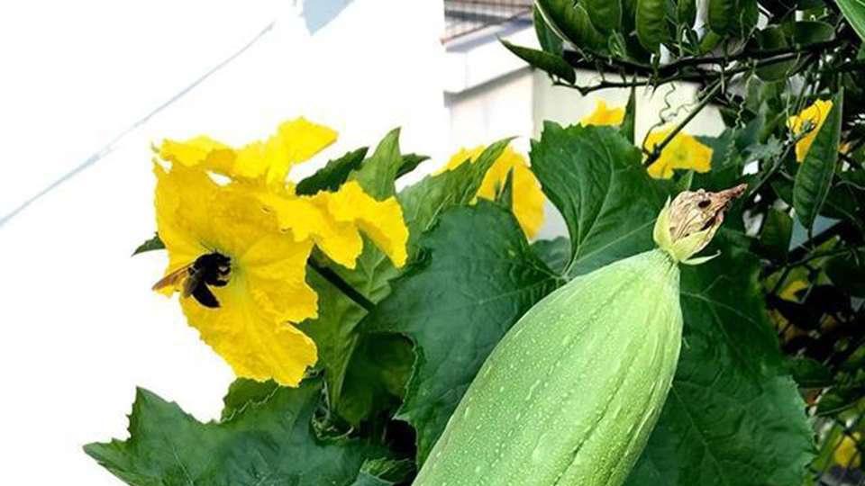 种植南瓜、丝瓜、冬瓜等作物，为何不宜操之过急，科学种植方法解析