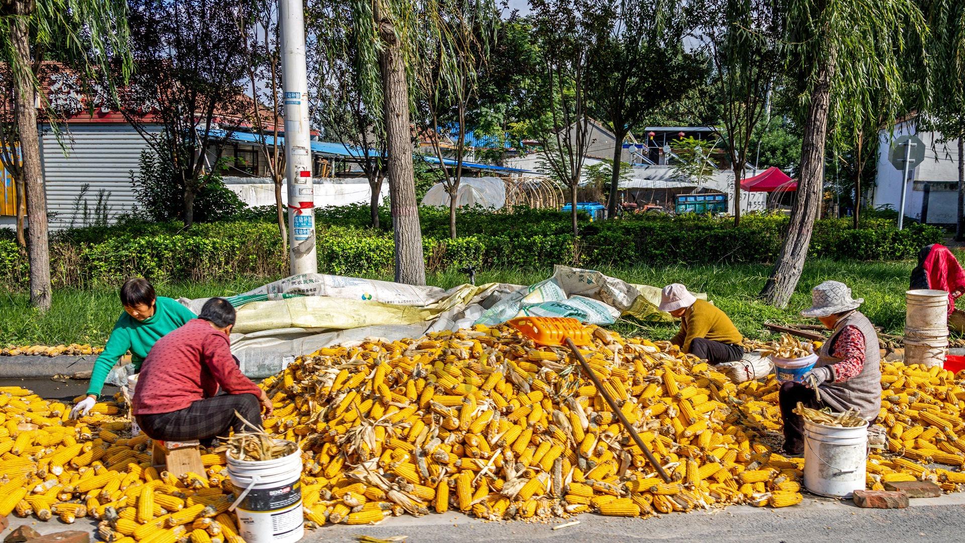 雨过天晴！滑县遍地“黄金甲”，背后是1961年以来最严峻的秋汛
