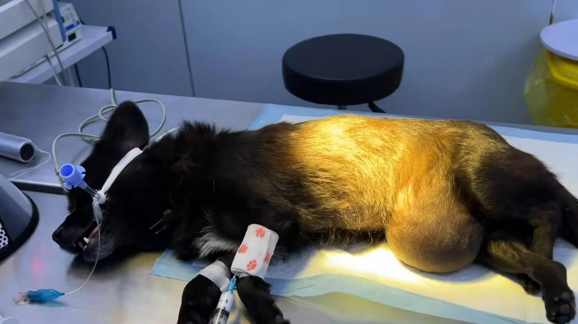 狗狗因腹部长了巨大肉球，被主人捆绑四肢后，无情地丢弃在垃圾堆