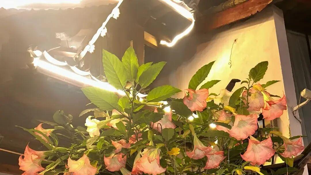 男子因阳台花“太美”爆红，仙气飘飘，网友：别用命养花，快扔！