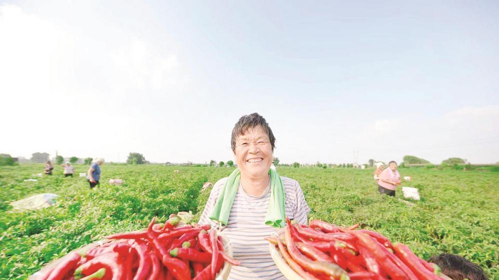 坚定信心 勇挑大梁丨小辣椒“链”起红火产业