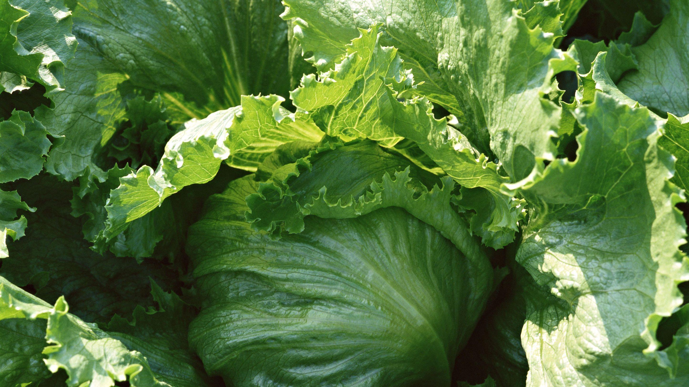 十五天病虫害防治，暗藏玄机，多雨潮湿区域，油菜病害处理技巧