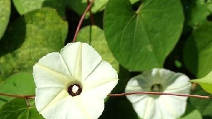 设施农业连作障碍凸显，生物炭土壤改良实验，月光花轮作间隔期测算，惰性气体循环储存