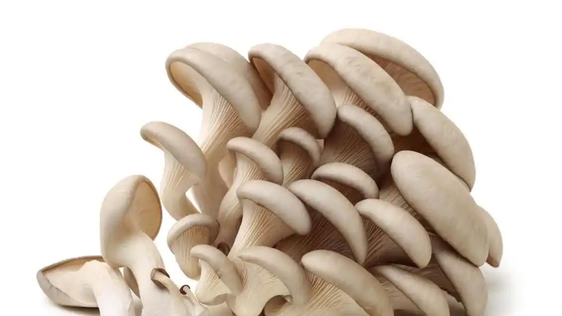 从史前菜篮子到抗癌战士：平菇的逆袭之路