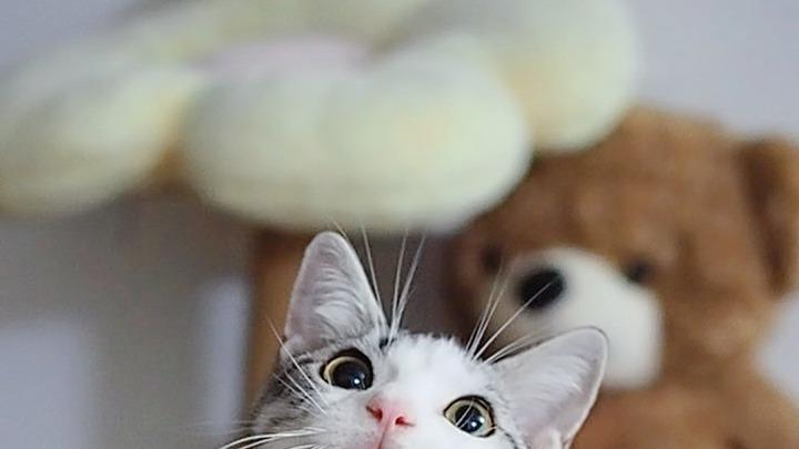 美短的顺滑毛发，抚摸时超舒服，触感很美妙