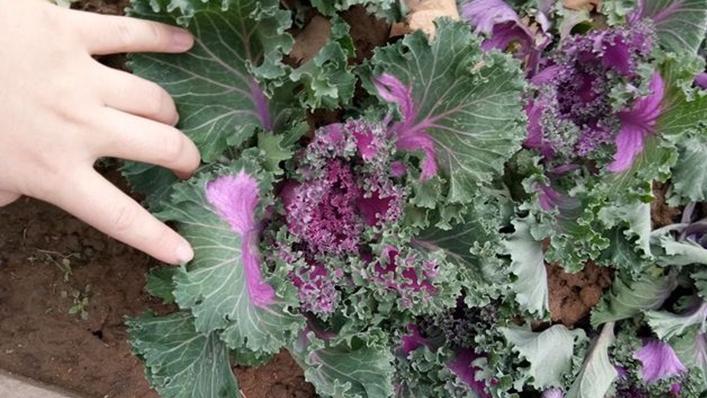 花椰菜缺素症矫正技术，红壤区生物炭基肥应用，叶面调理与减压贮藏解析