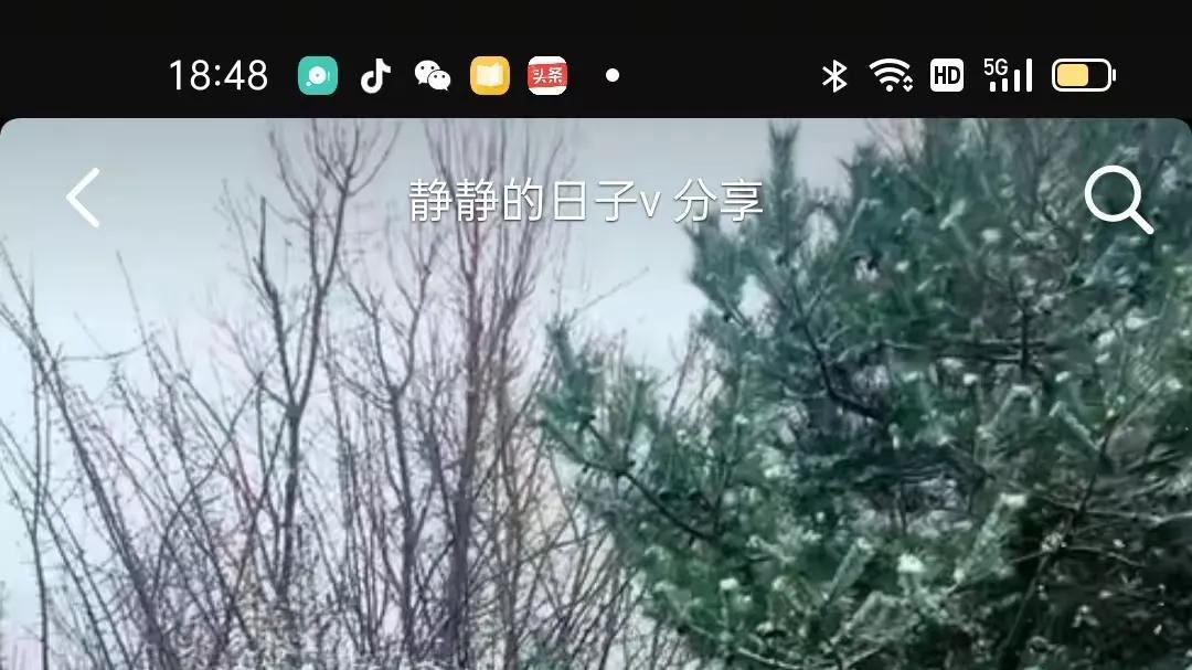 驻马店下雪了老杜直播看雪威威打伞看雪拍视频他们是一起看雪景吗