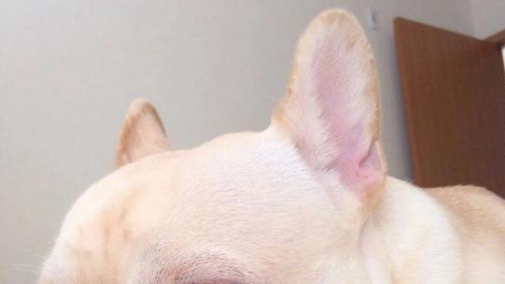 2025年小型犬狗粮什么品牌好？为你盘点5款口碑之选，养宠必看