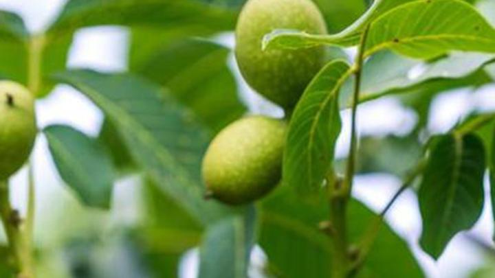 沙质土壤保肥力差，核桃有机堆肥制作技术，氮气置换储存工艺改良