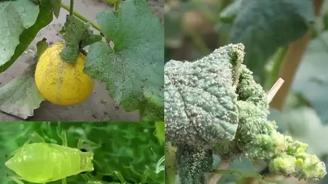 面对强冷空气，蔬菜种植需重视防风、保温和防病。