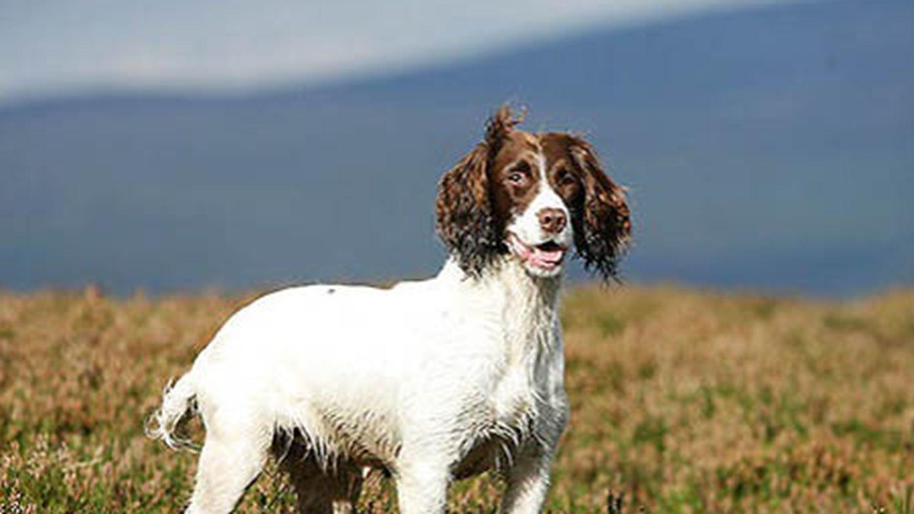 史宾格皮肤病防治，沿海潮湿应对，犬舍通风改造，千万注意三点