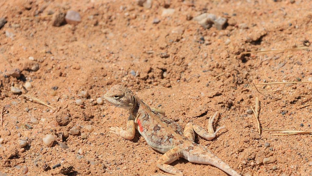 飘带蓝眼蜥：沙漠中“尾巴比身长”更吸睛