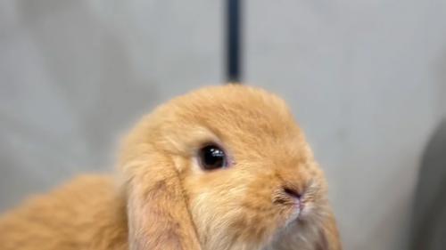 兔子胀气不吃东西？3步缓解法+避坑指南，养兔人必存