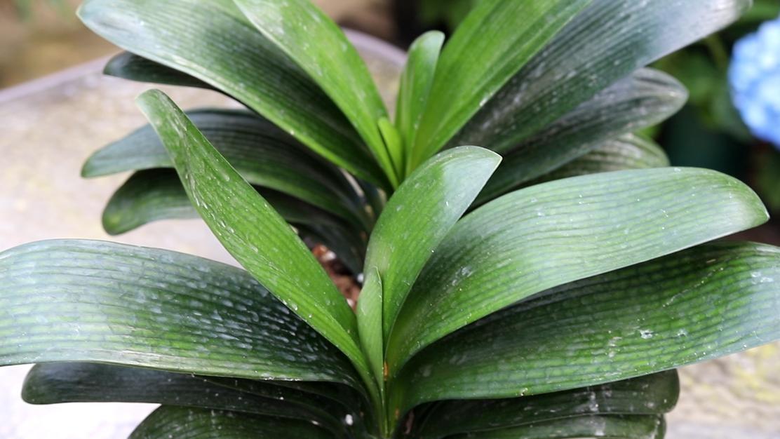 破解君子兰5大养护迷思，让你的君子兰茁壮成长