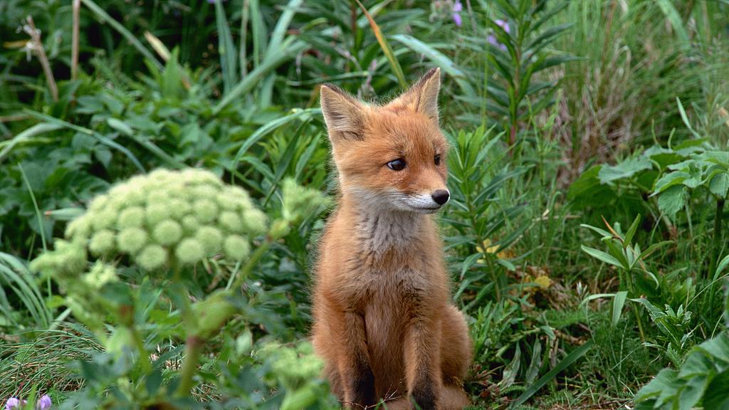 红狐：城市与荒野皆宜的万能适应王