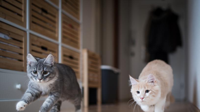 猫咪半夜跑酷，难道真是铲屎官熬夜的宿命？