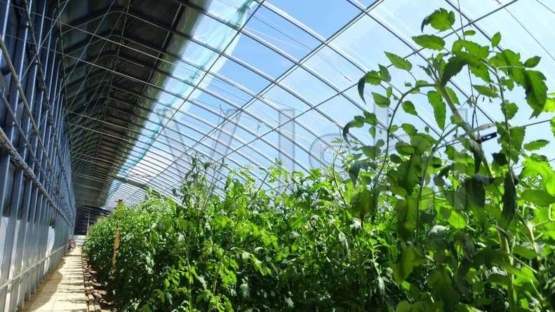 沙地番茄糖分累积调控研究，昼夜温差对品质影响分析，减压贮藏技术防失水应用