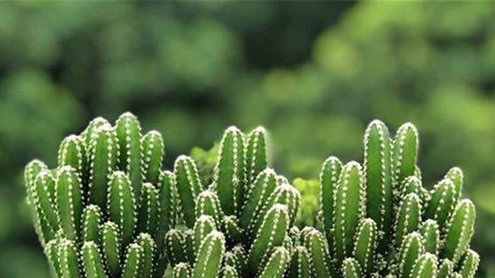 仙人掌休眠期体征，咖啡厅淡季闭店，三月监测，敢买吗假死