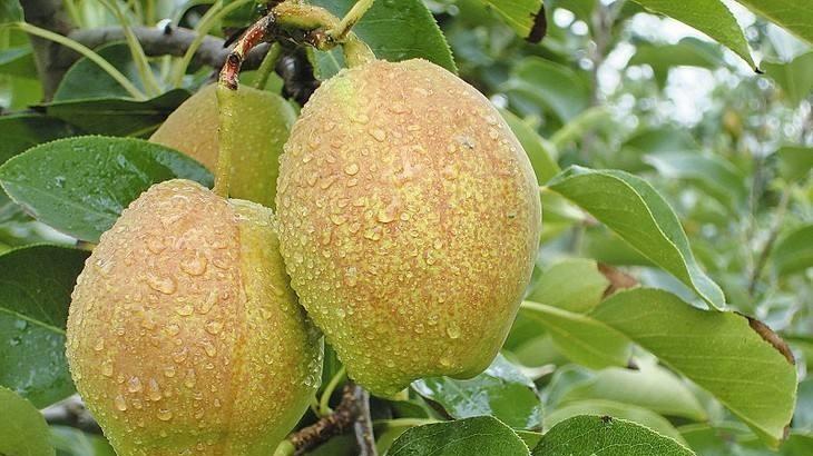 拥有瓜果之乡美誉的新疆，哪种水果才是真正的王者？