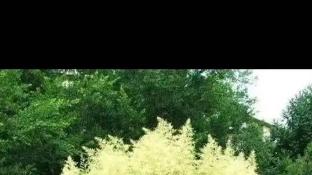 沿海地区酒瓶兰栽培技巧，枯黄问题每周检查，关键数据助你轻松应对