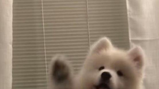 狗狗吃狗粮好还是吃饭好？哪个更有营养？