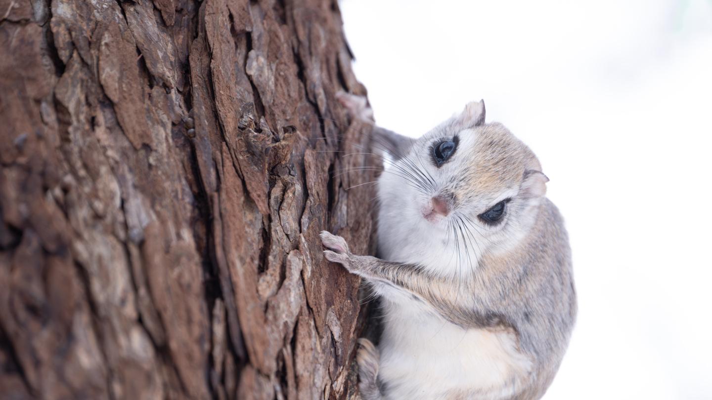 富士Fujifilm XF100-400mm F4.5-5.6 R LM OIS WR 评测