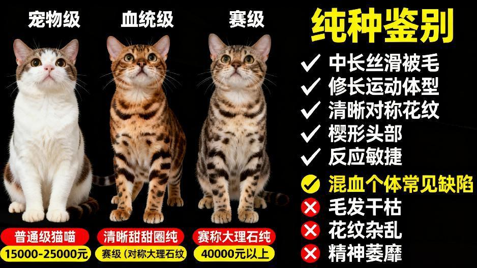 孟加拉长毛猫全解析：长毛基因造就的野性丝绒精灵
