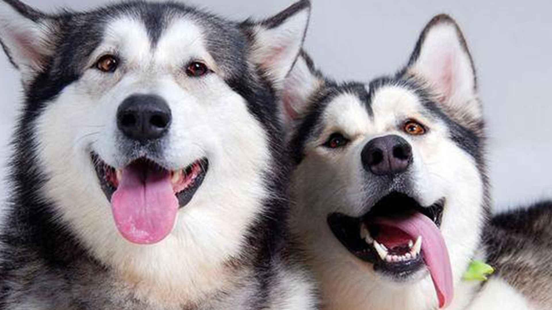 哈士奇雪地救援，定向训练方案，内蒙古暴风雪实测，搜救队合作项目