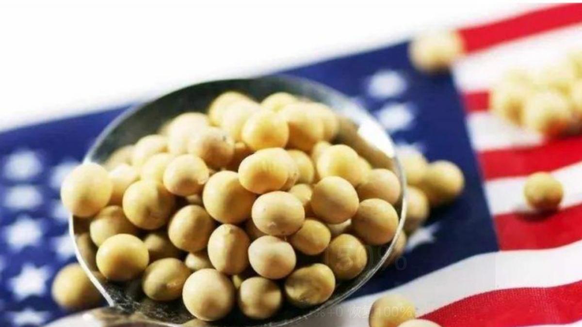 中国暂停美大豆进口！特朗普加税40%终遭反噬，最后谁更扛不住？