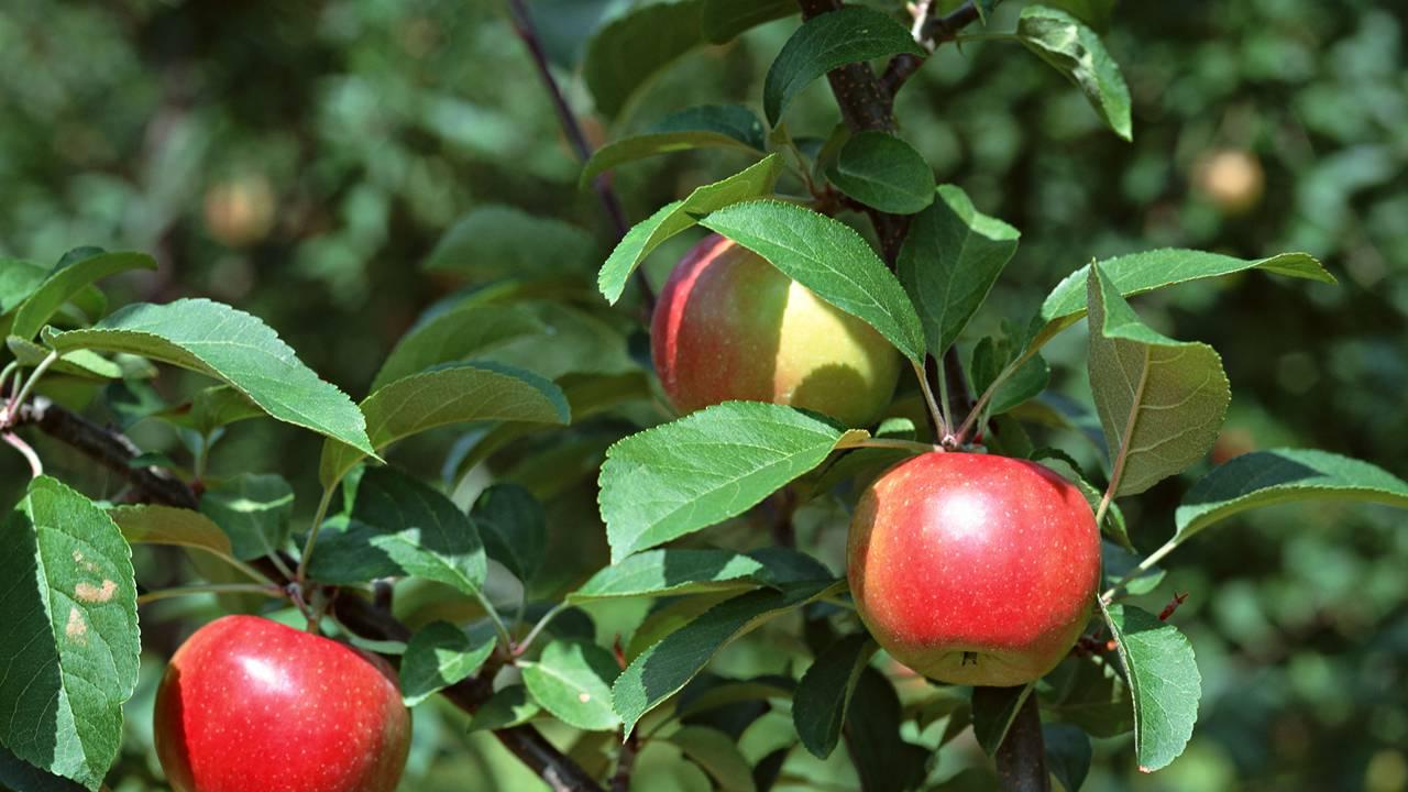 耐寒蔬菜发展越冬栽培，多层覆盖保温防寒，冬季供应保障市场稳定