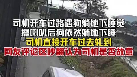 算不算故意？狗在路中间睡觉司机鸣笛无效后辗压！