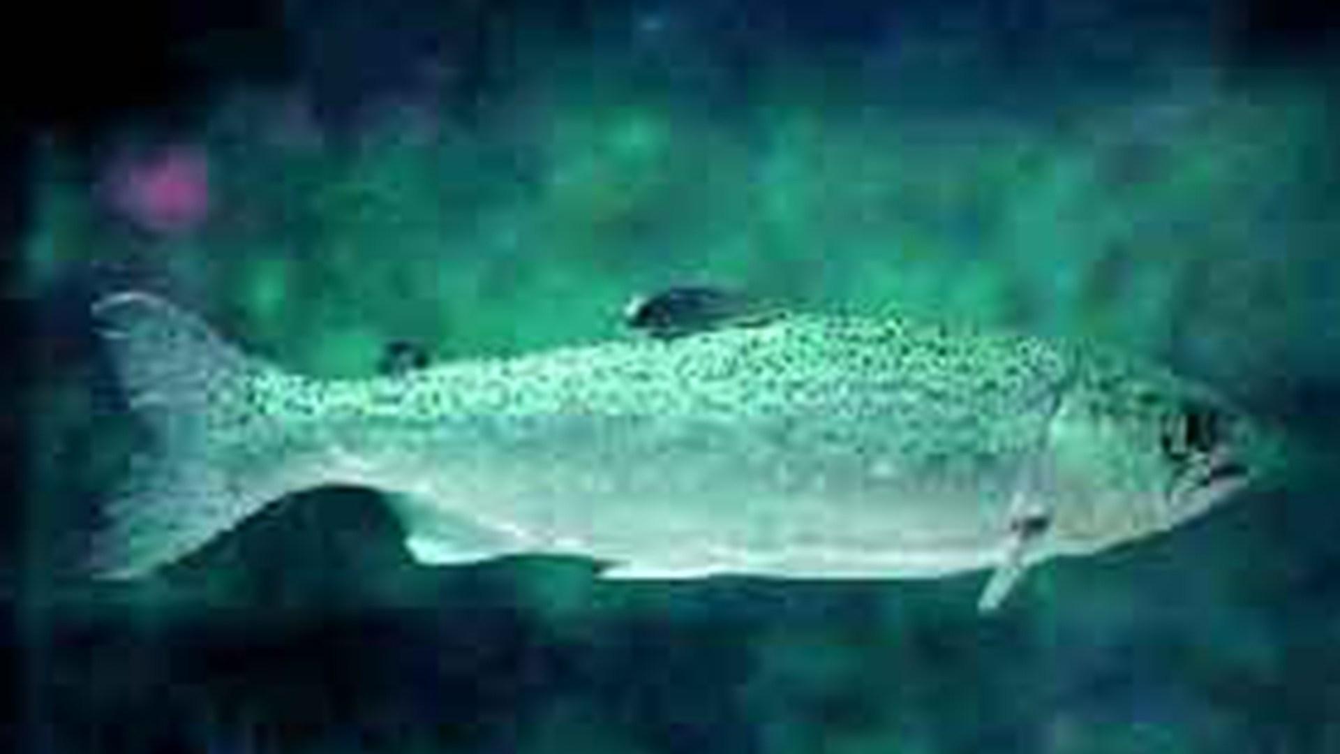 冬季保暖方案，双月增重记录，大学生创业，虹鳟鱼运输要点