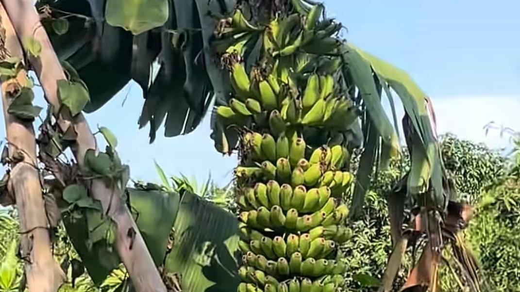 广东惊现超长香蕉 比成年人身高还高