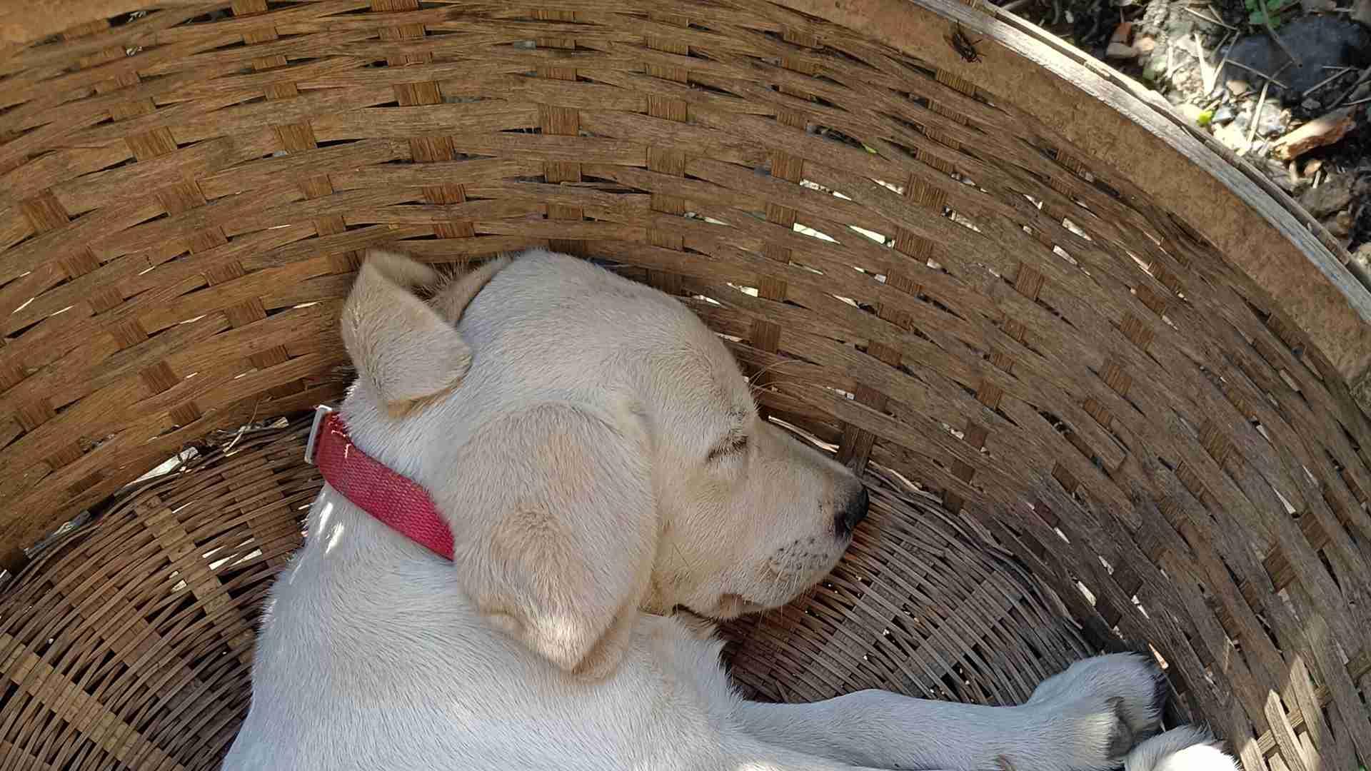 老年犬睡眠监测，生态园创新项，拉布拉多护，深睡达八小时