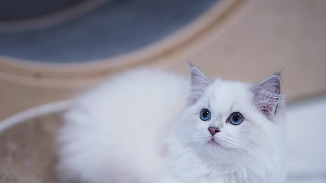 猫咪躲进主人衣服堆里的秘密：那不是调皮，而是“猫式表白”