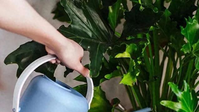 秋天养花，这4种水都是“夺命水”，浇一盆死一盆，别再乱用了